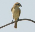 /album/photo-gallery-homepage1/isabelline-shrike-dubai-2005-jpg/